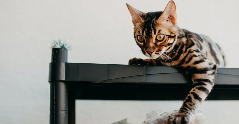 Bengal Cats In Hawaii: Everything You Need To Know