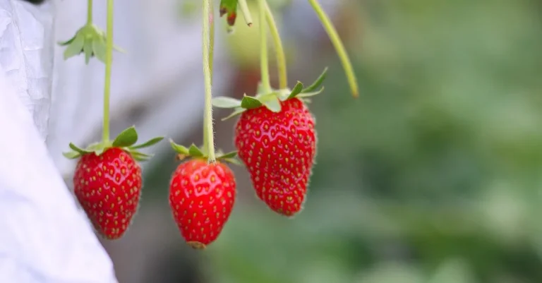 Do Strawberries Grow In Hawaii?