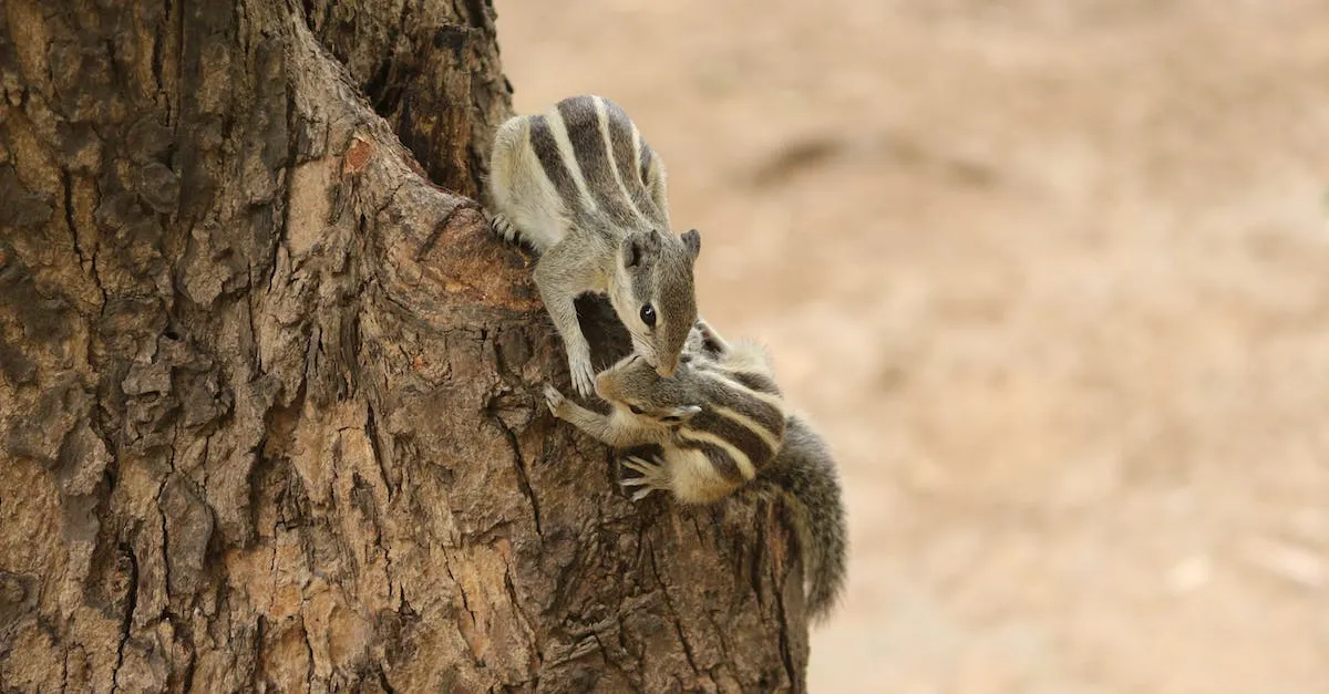 Do Squirrels Live In Hawaii? Everything You Need To Know Hawaii Star