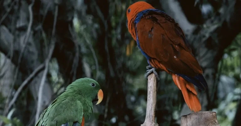 Do Parrots Live In Hawaii?