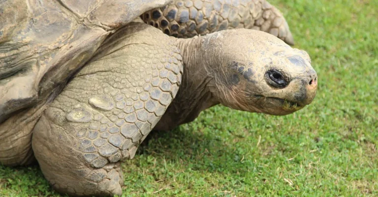 How Do You Say Turtle In Hawaiian? A Detailed Look At The Hawaiian Word For Turtle