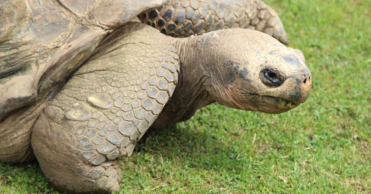 How do you say turtle in hawaiian a detailed look at the hawaiian word