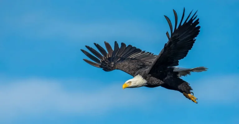 Are There Bald Eagles In Hawaii?