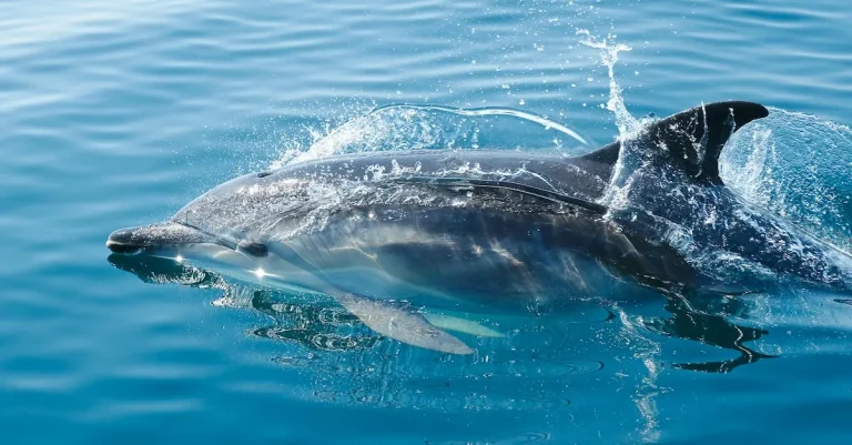 Dolphins In Hawaii – A Comprehensive Guide