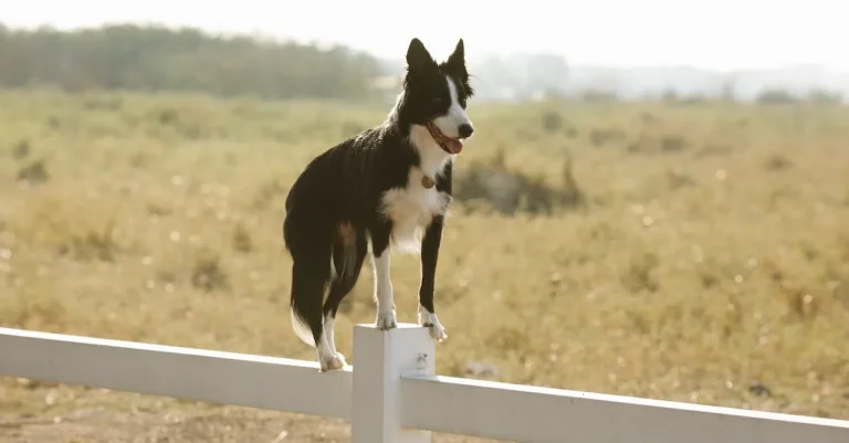 Border Collies In Hawaii: The Ultimate Guide For 2023