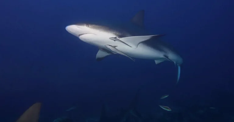 Are There Bull Sharks In Hawaii? Everything You Need To Know