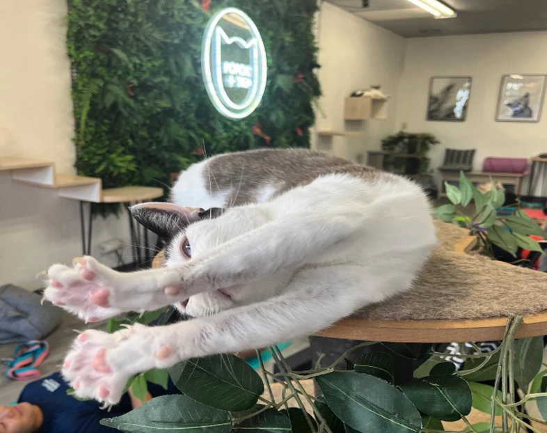 Visiting Cat Cafes with Kids or Groups