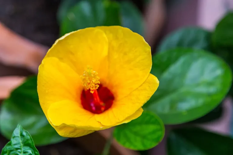 The Hawaiian Flower: All About The Beautiful And Exotic Plumeria