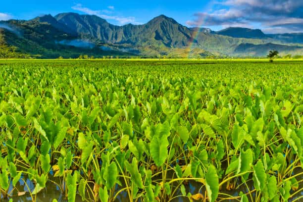 Hawaii agriculture