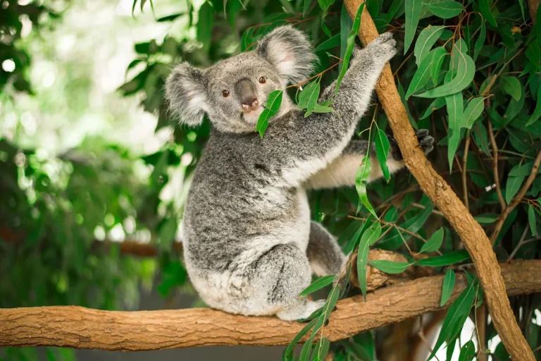Are There Koalas In Hawaii?