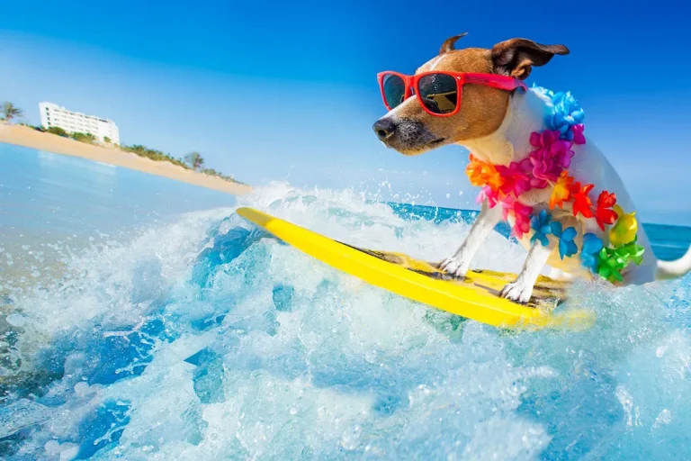 The Best Dogs For Hawaii Living