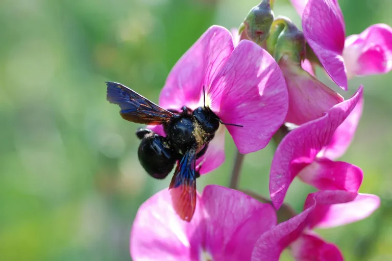 Black Bee Hawaii: Origin, Behavior And Role In Pollination