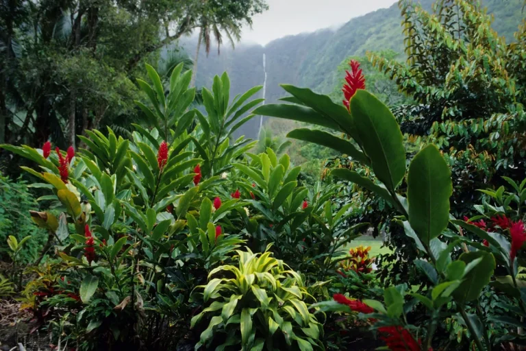 Bringing Plants From Hawaii To California: What You Need To Know