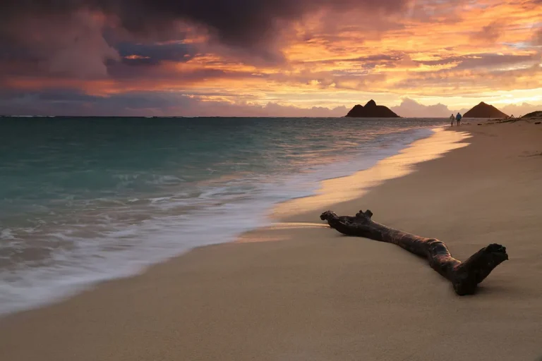 Can You Take Driftwood From Hawaii?
