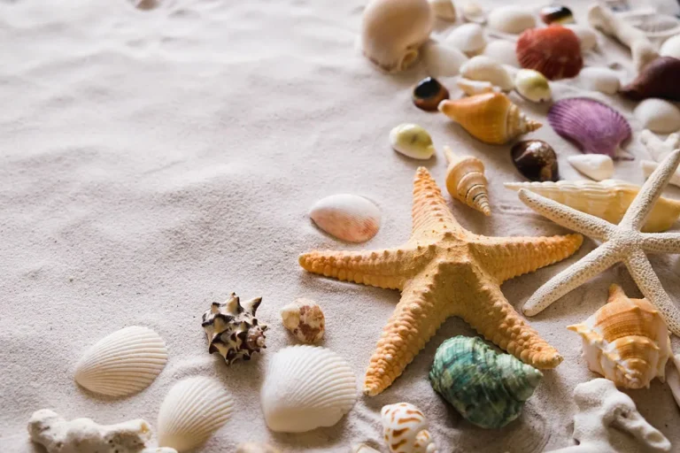 Can You Take Seashells From Hawaii Beaches Legally?