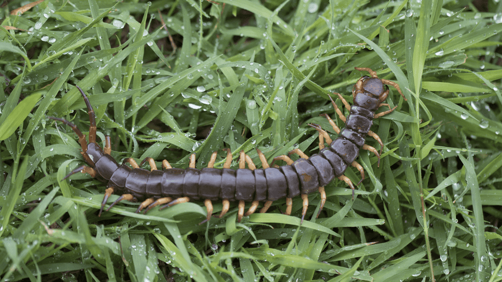 Hawaiian centipede