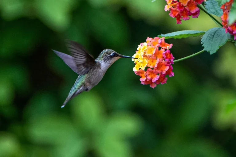 Does Hawaii Have Hummingbirds?