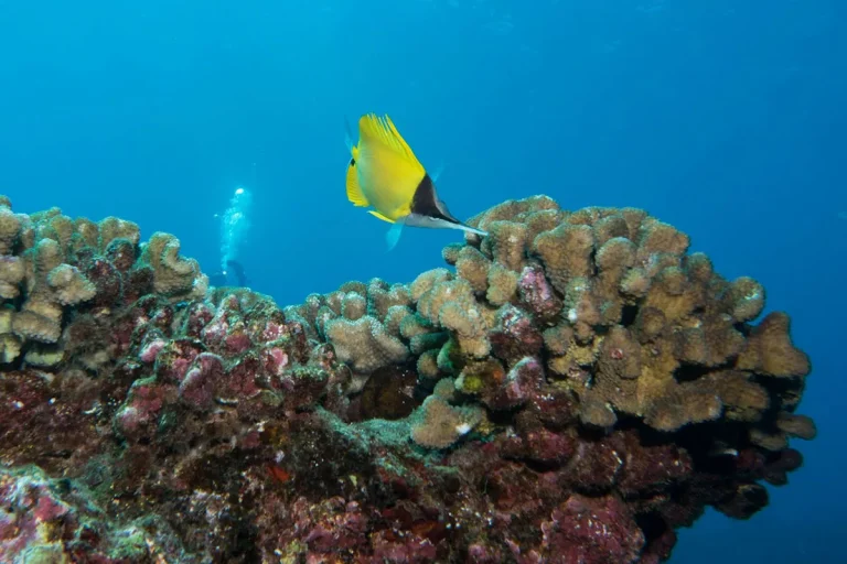 Will The Hawaiian Islands Be Underwater?