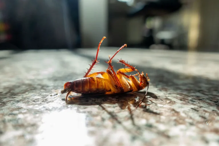 How To Get Rid Of Cockroaches In Hawaii