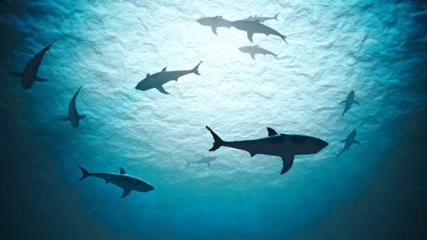 sharks underwater in ocean