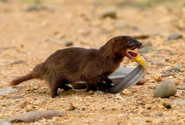 Mongoose eating a snake