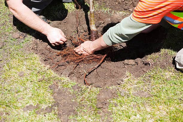 bare root plant preparation