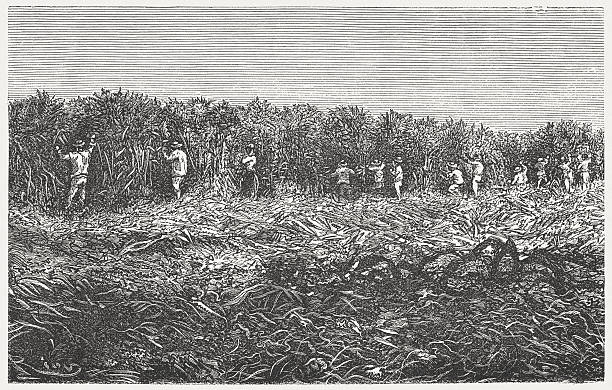 plantation laborers