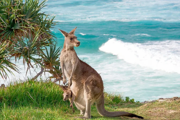Are There Kangaroos In Hawaii?