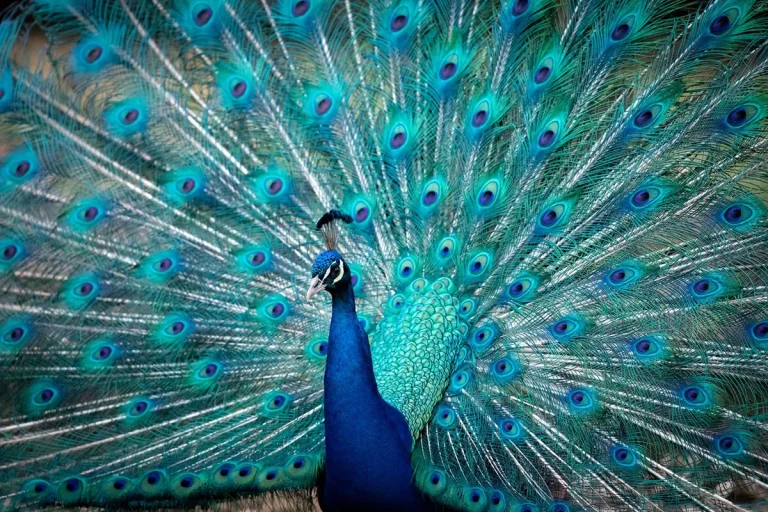 Peacocks In Hawaii: Everything You Need To Know
