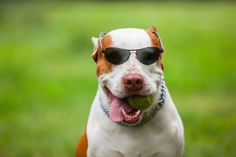 Everything You Need To Know About Owning Pitbulls In Hawaii