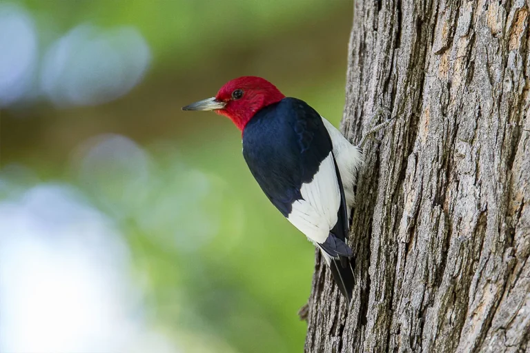 All About The Red-Headed Hawaiian Bird