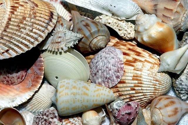 Guidelines for Responsible Shell Collecting