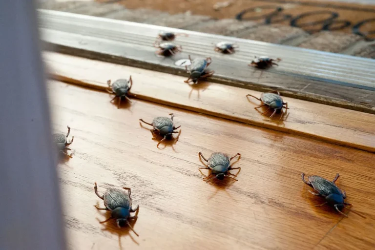 Why Does Hawaii Have So Many Roaches?