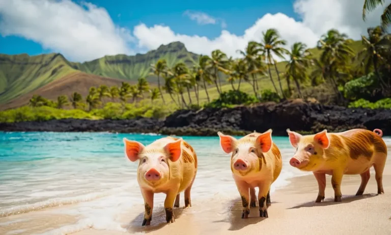 How Did Pigs Get To Hawaii?