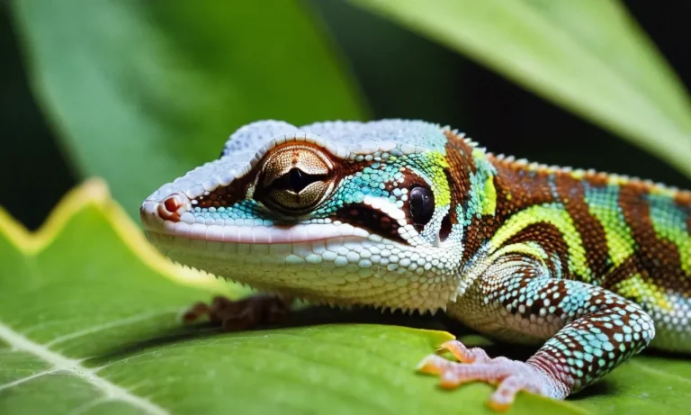 What Do Geckos Eat In Hawaii?