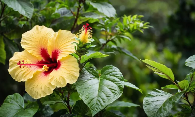 What Is The Hawaii State Flower?