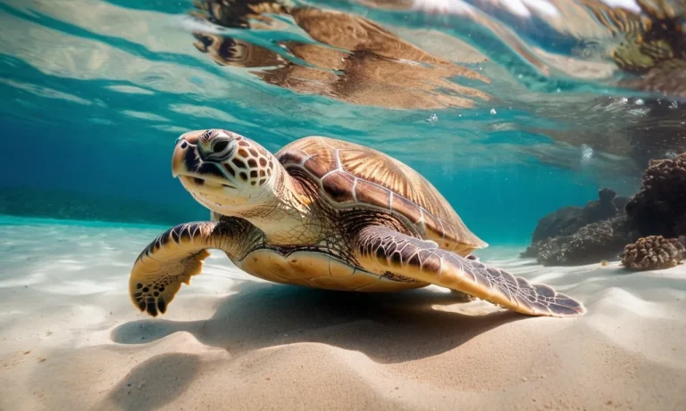 When Do Sea Turtles Come Ashore In Hawaii?