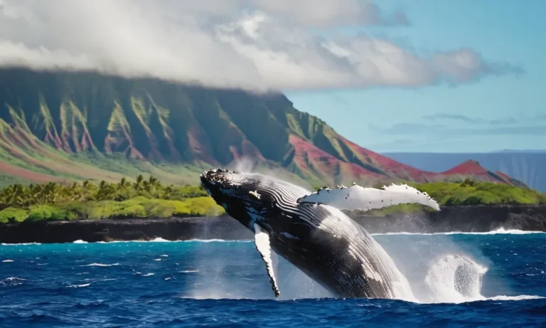 When Is Whale Season In Hawaii?
