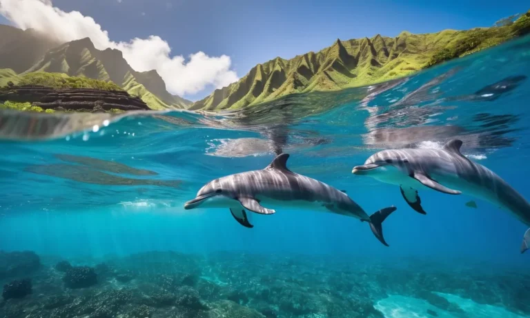 Where Can You Swim With Dolphins In Hawaii?