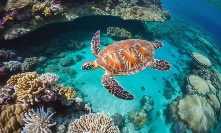 Where To See Sea Turtles In Hawaii: The Top Spots For Turtle Encounters